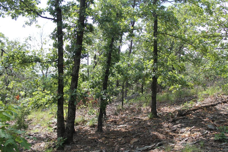 Trophy Ridge Phase III Tract 13 photo 7