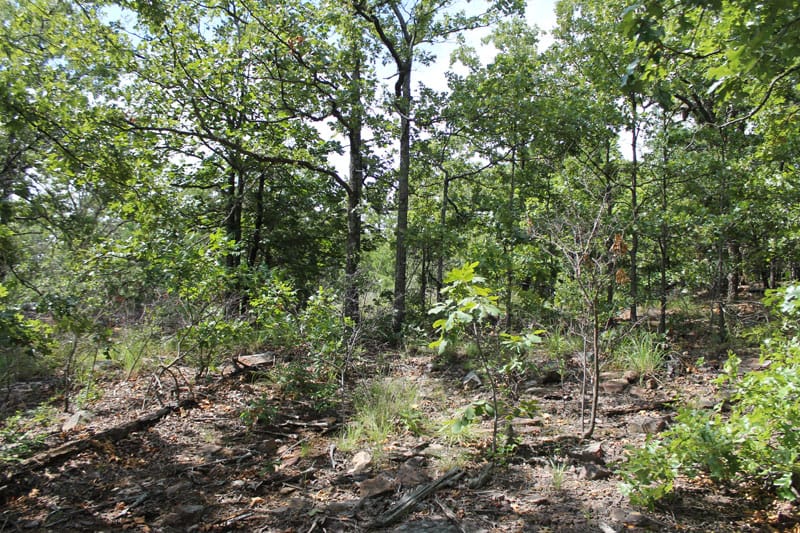 Trophy Ridge Phase III Tract 13 photo 8