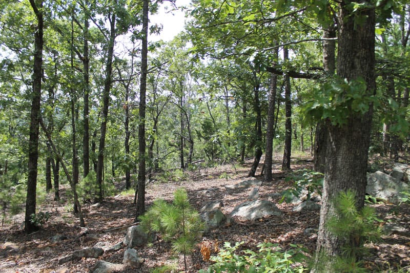 Trophy Ridge Phase III Tract 13 photo 9