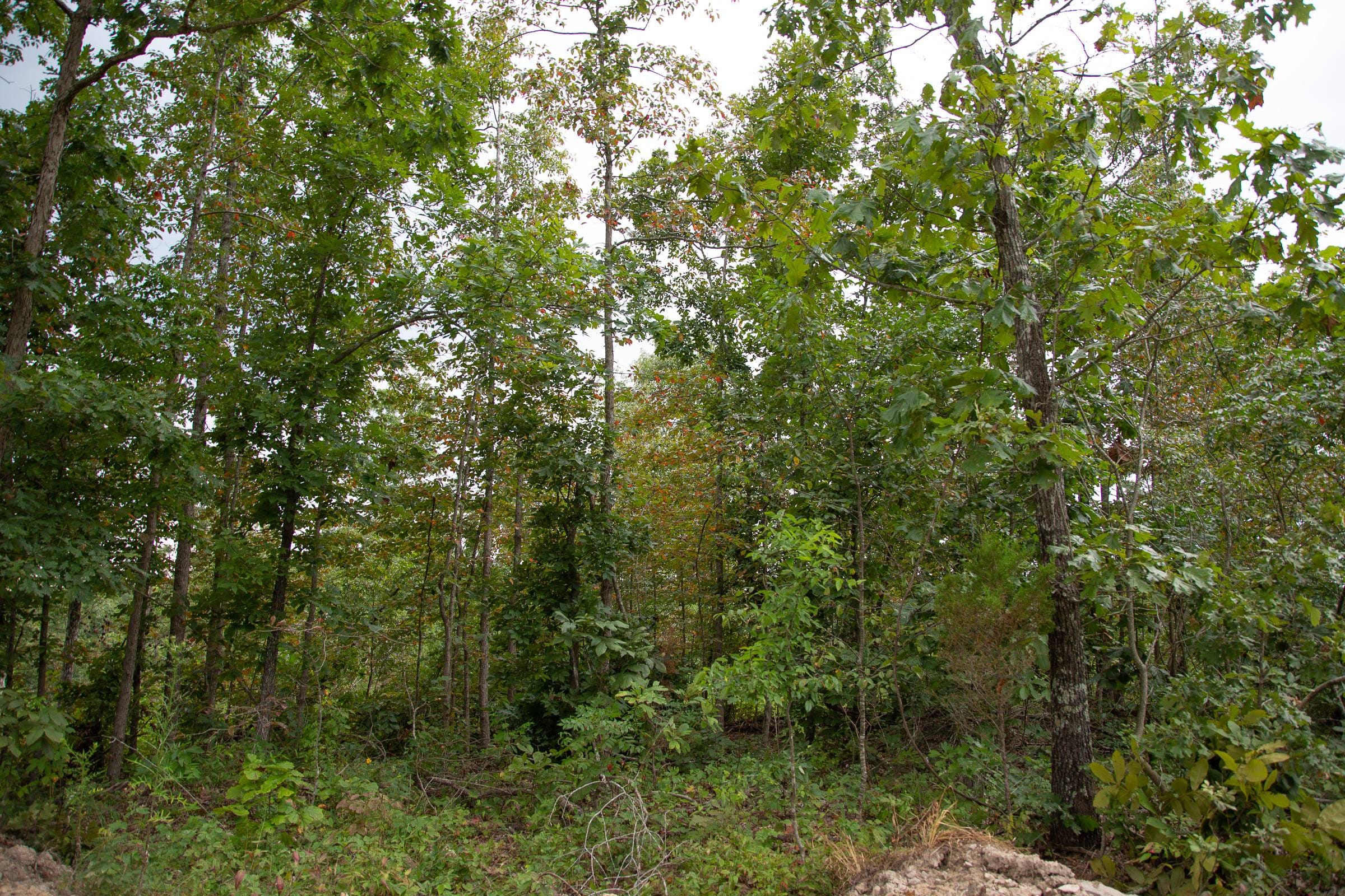 Borgmann’s Hollow Phase II Tract 36 photo 1