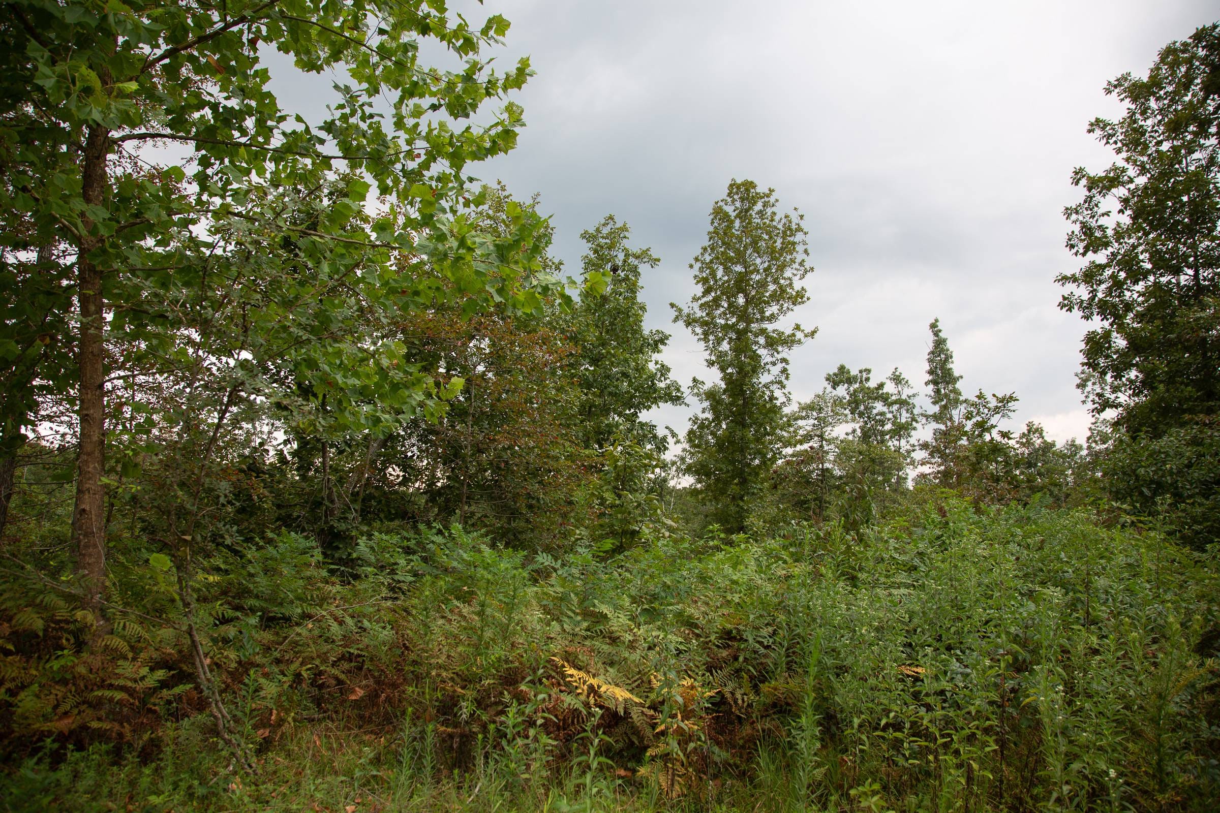 Borgmann’s Hollow Phase II Tract 36 photo 2