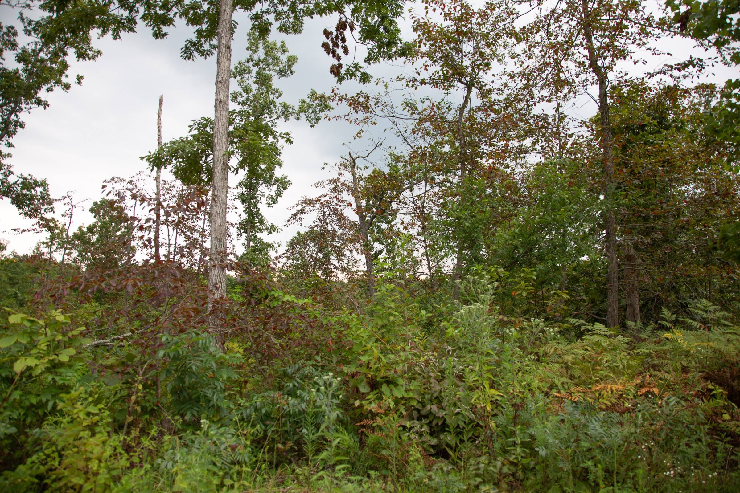 Borgmann’s Hollow Phase II Tract 36 photo 3