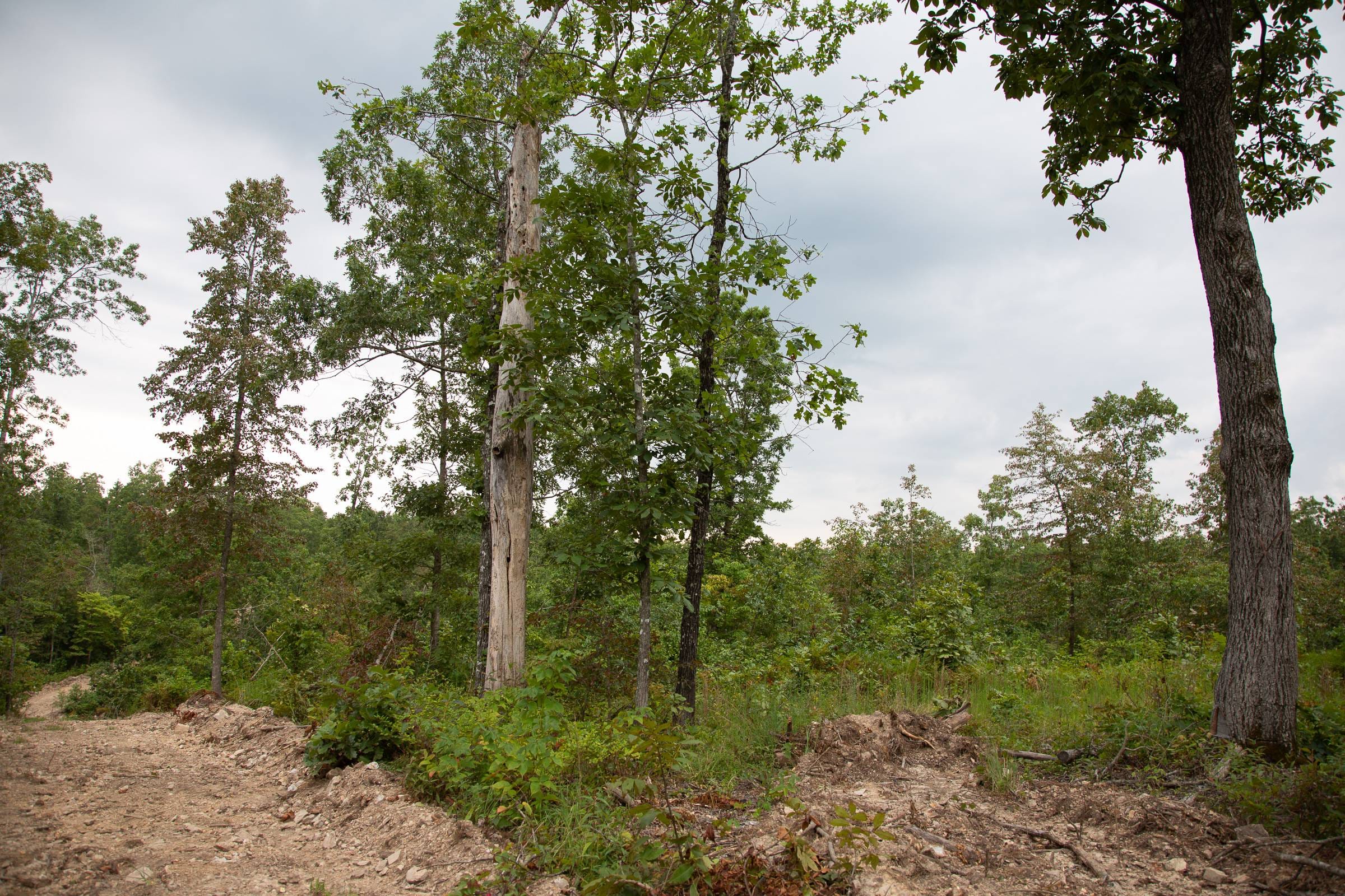 Borgmann’s Hollow Phase II Tract 36 photo 4
