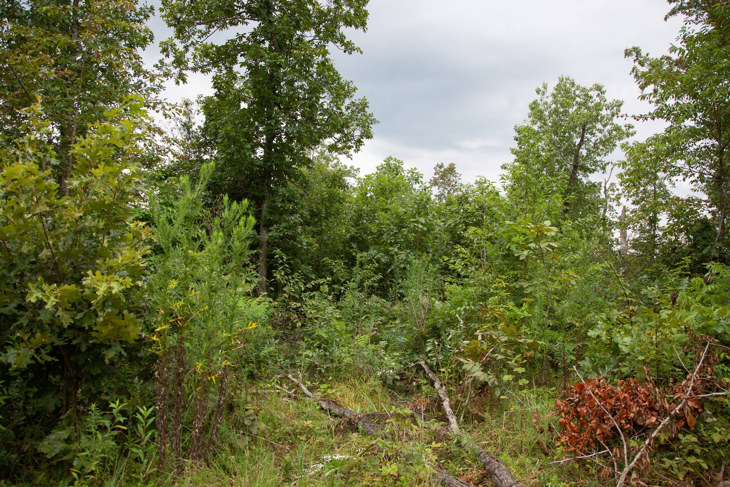 Borgmann’s Hollow Phase II Tract 36 photo 5