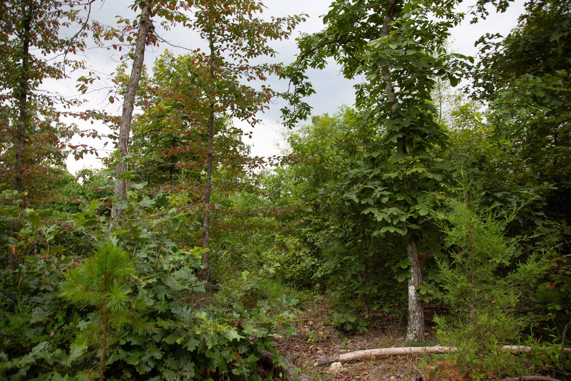 Borgmann’s Hollow Phase II Tract 36 photo 6