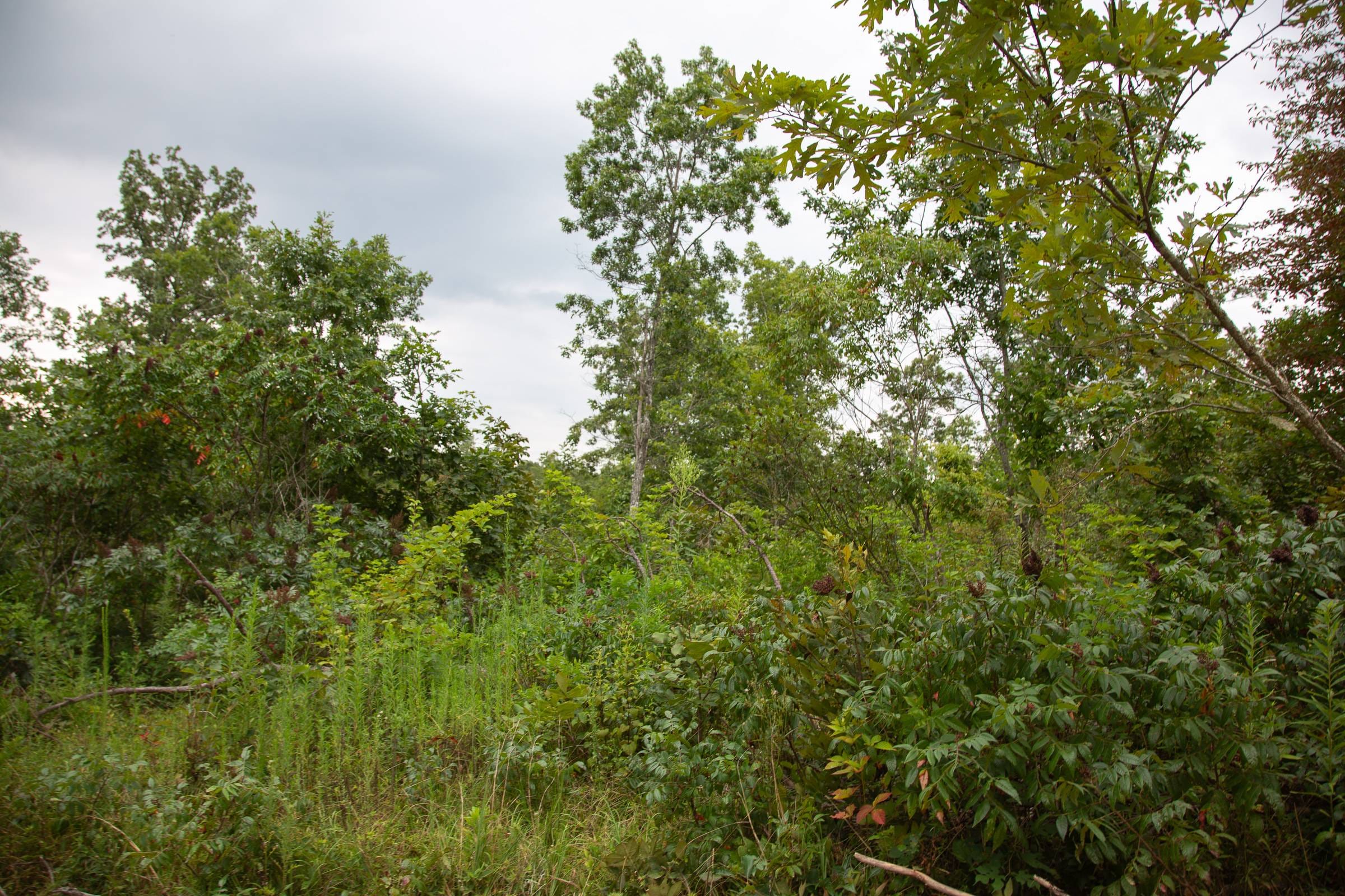 Borgmann’s Hollow Phase II Tract 36 photo 7