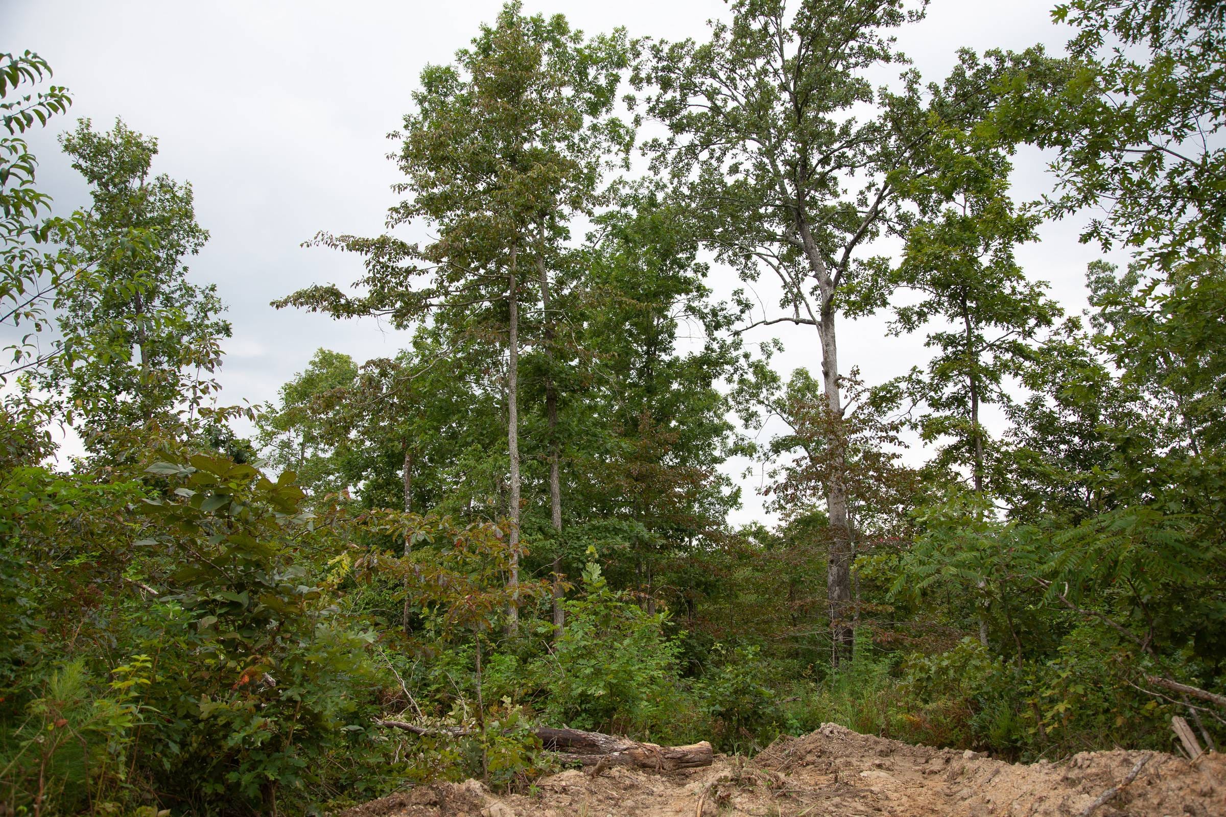 Borgmann’s Hollow Phase II Tract 36 photo 8