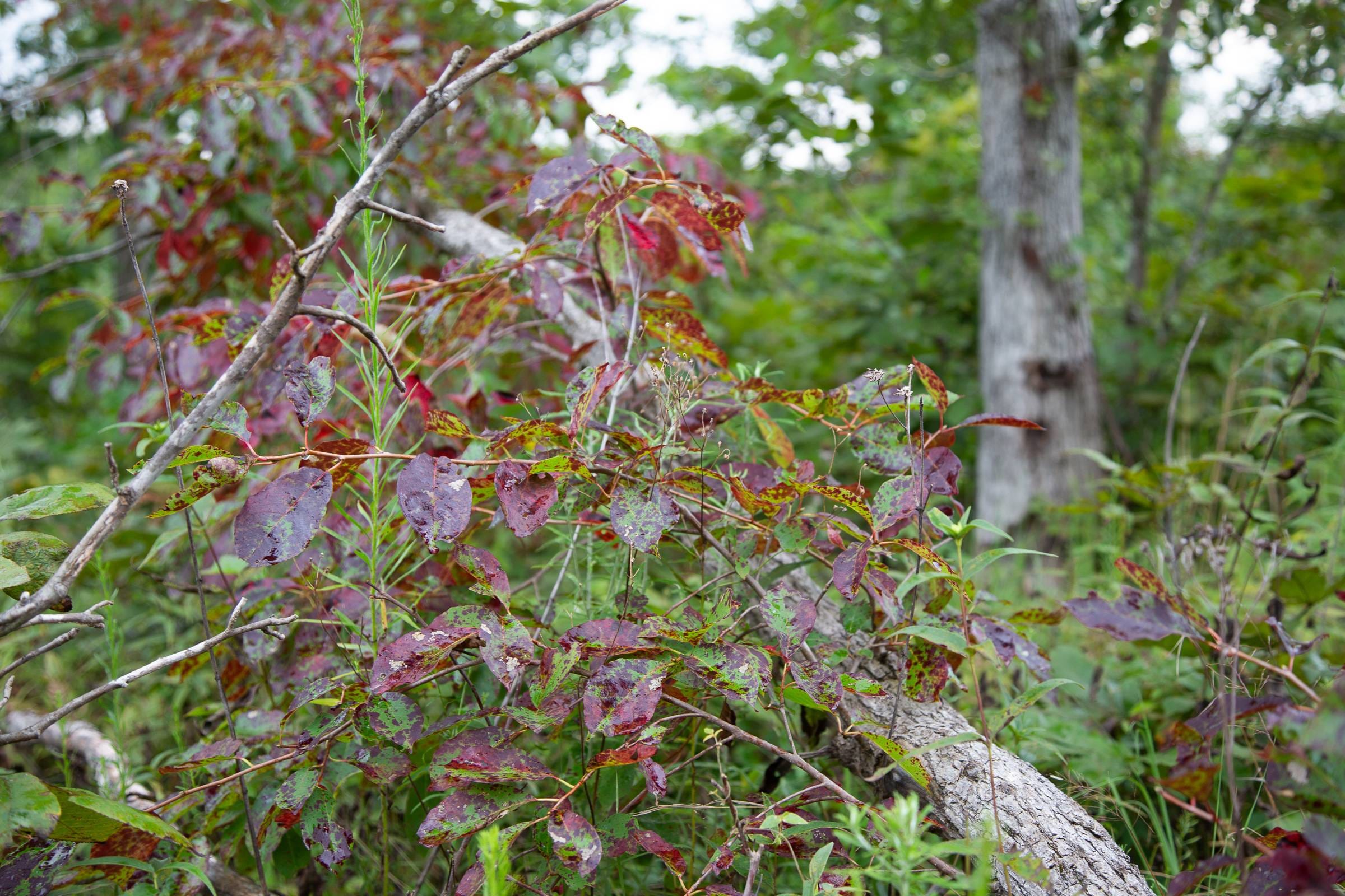 Borgmann’s Hollow Phase II Tract 36 photo 9