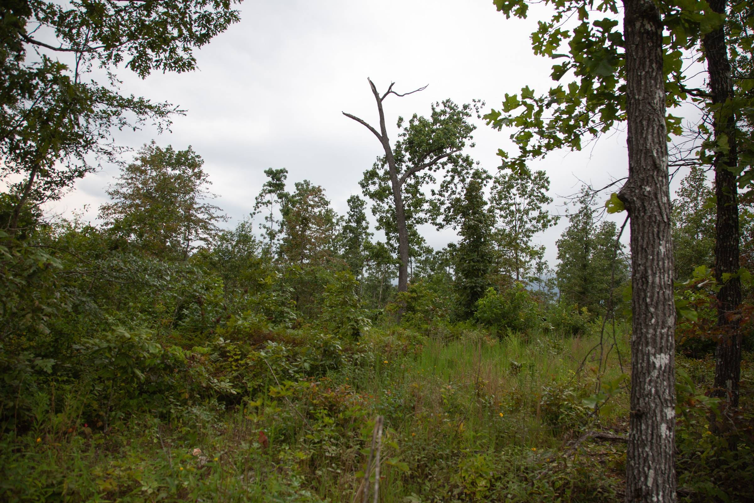 Borgmann’s Hollow Phase II Tract 36 photo 11