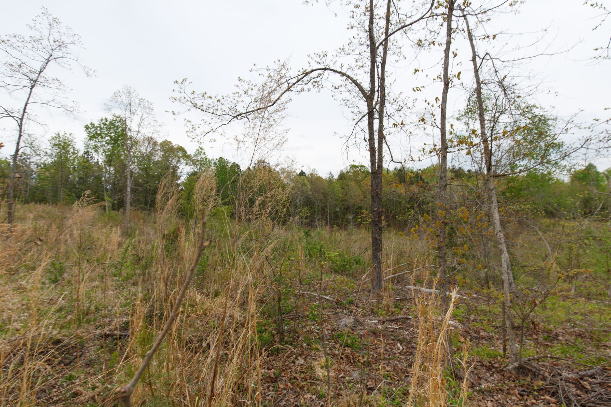 Twin Rivers Tract 31 photo 3