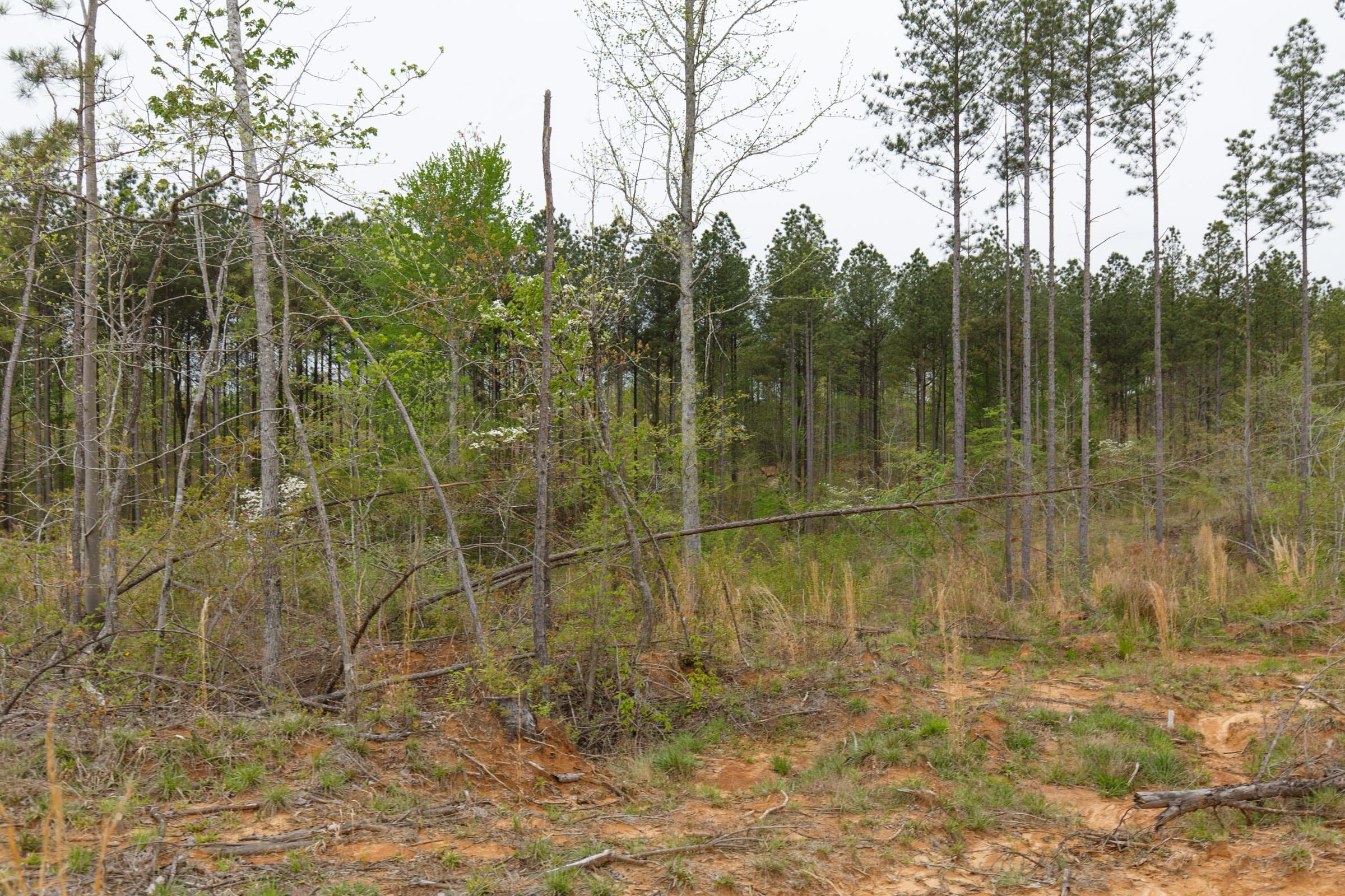 Twin Rivers Tract 31 photo 6