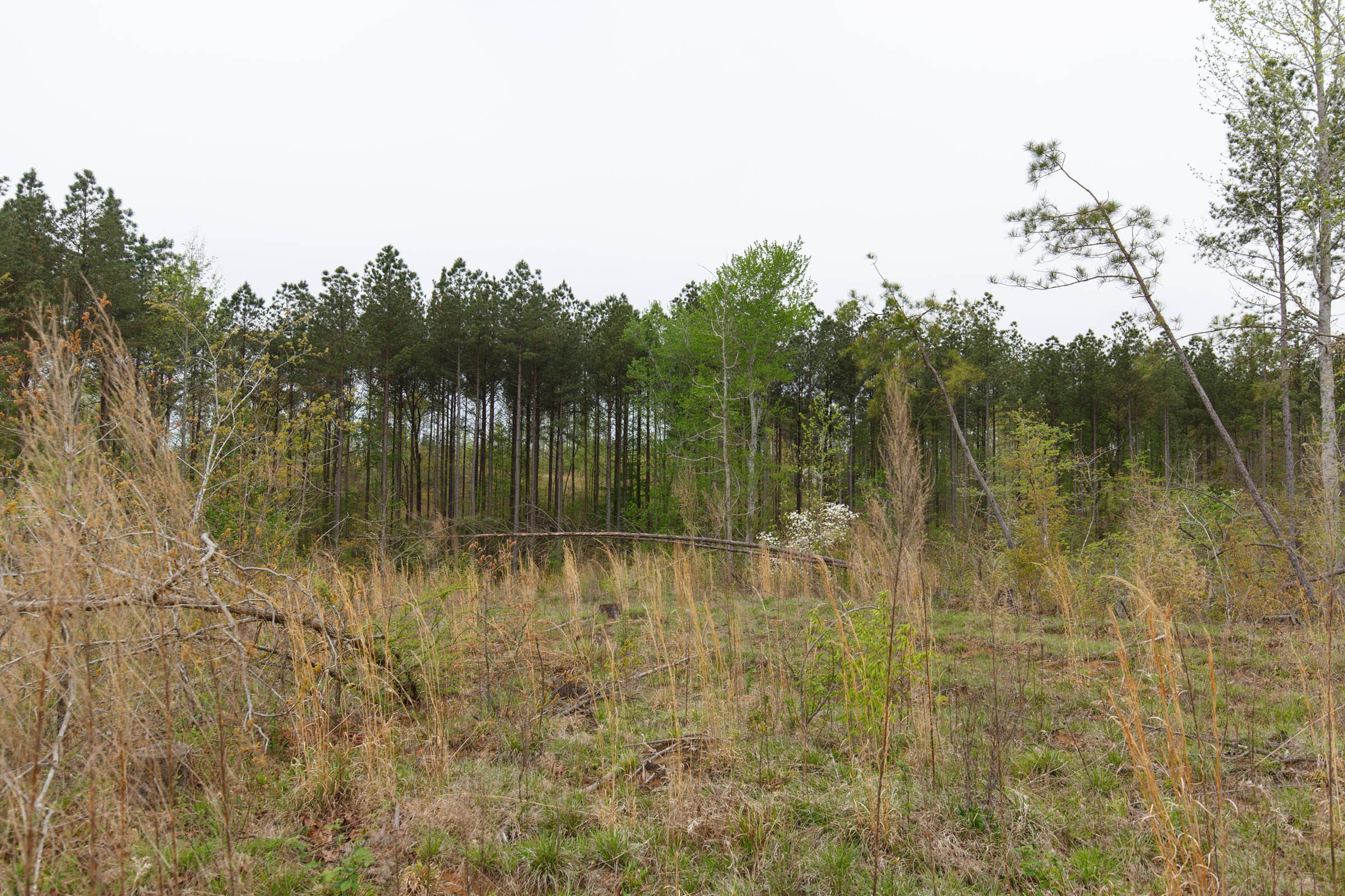 Twin Rivers Tract 31 photo 12