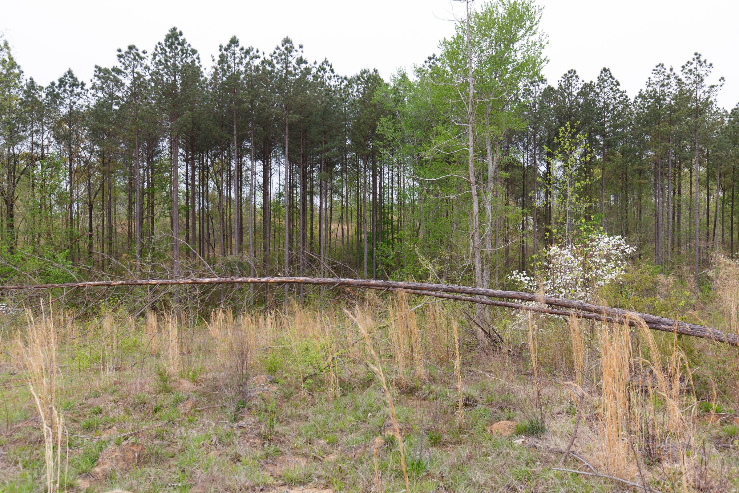 Twin Rivers Tract 31 photo 13