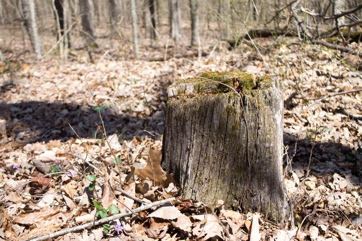 Chestnut Oak Ridge Tract 25 photo 4
