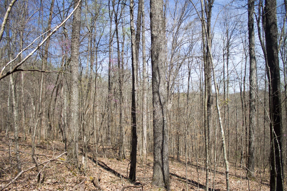 Chestnut Oak Ridge Tract 25 photo 5