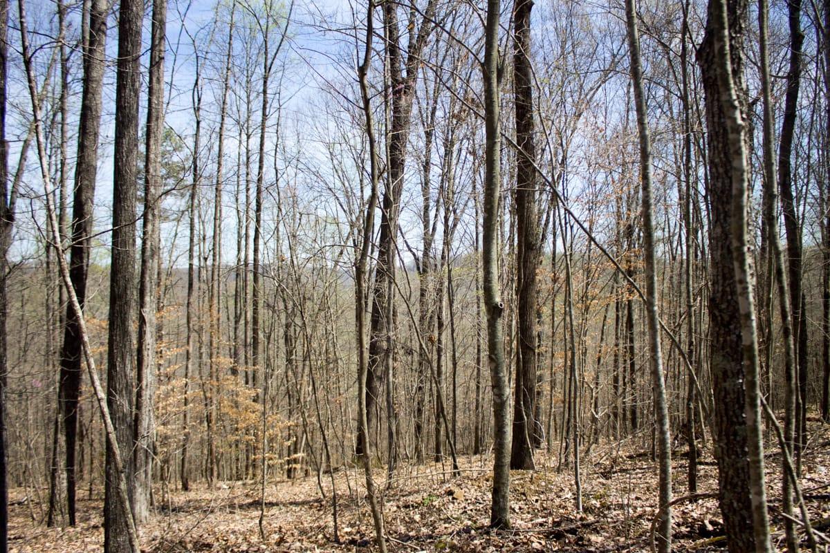 Chestnut Oak Ridge Tract 25 photo 6