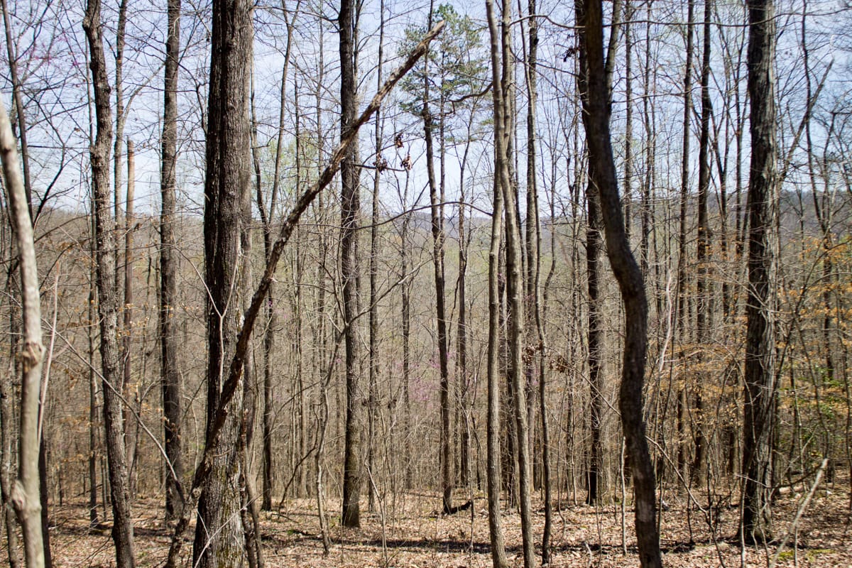 Chestnut Oak Ridge Tract 25 photo 7