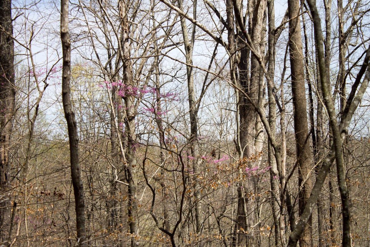 Chestnut Oak Ridge Tract 25 photo 8