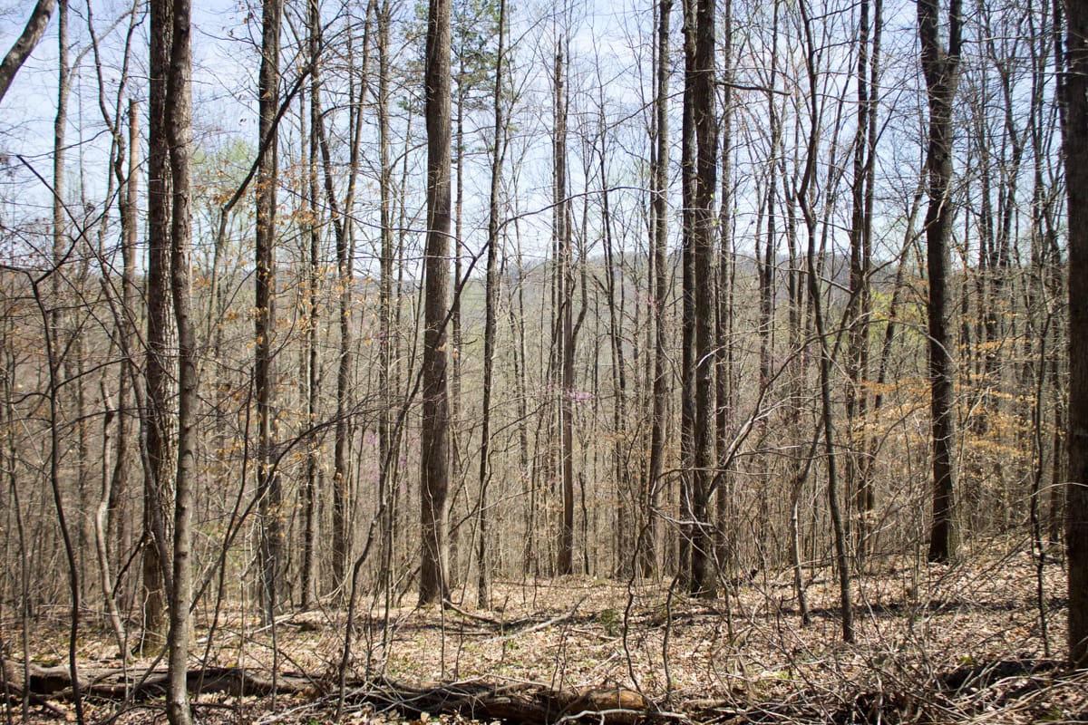 Chestnut Oak Ridge Tract 25 photo 9