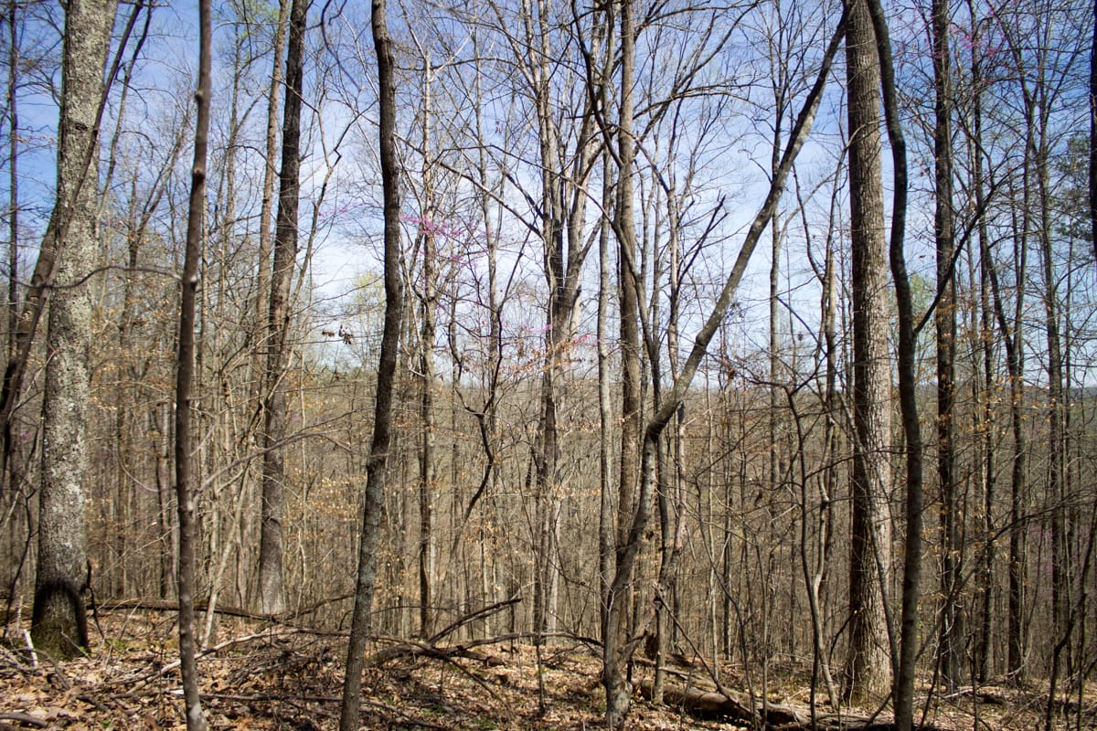 Chestnut Oak Ridge Tract 25 photo 10