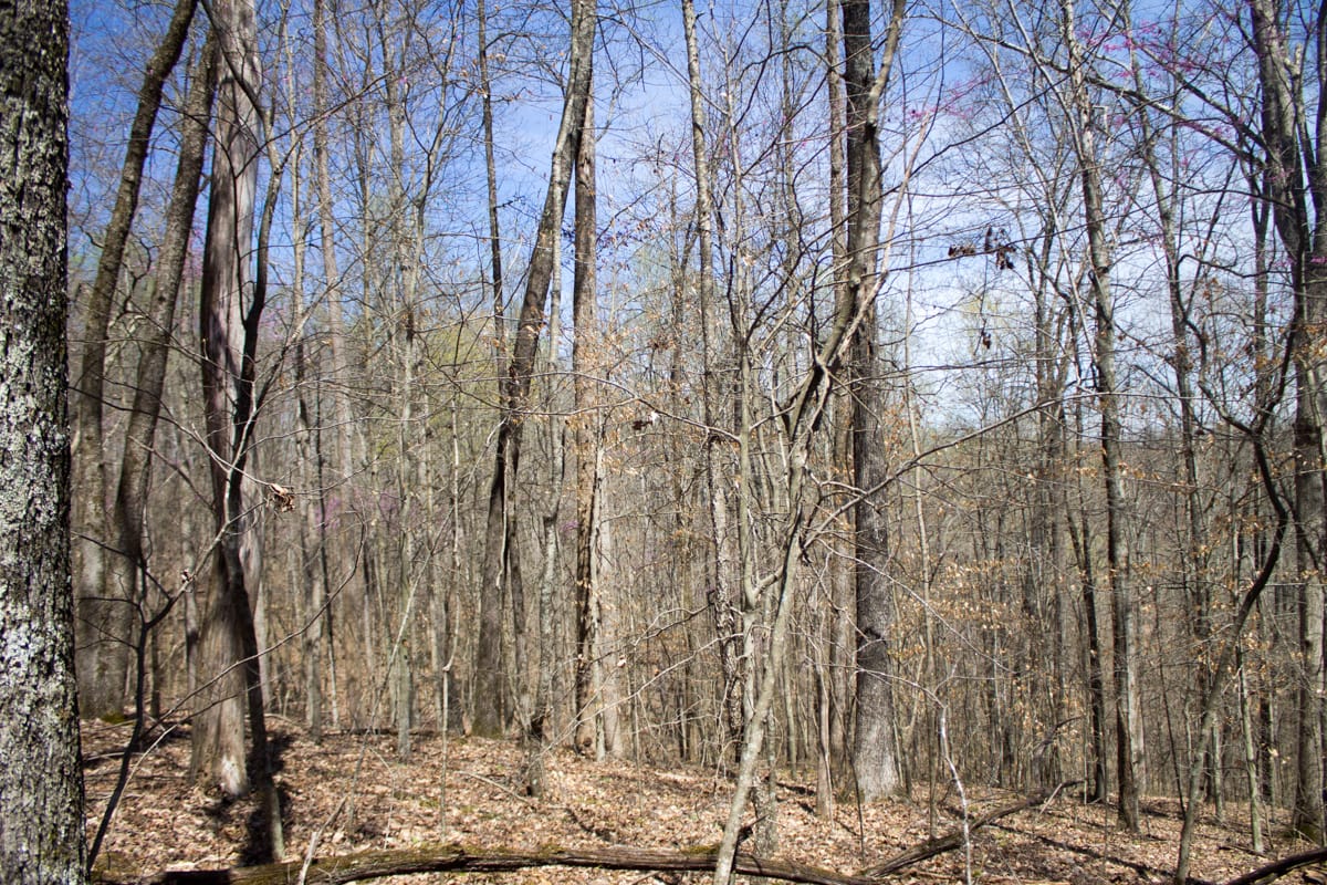 Chestnut Oak Ridge Tract 25 photo 11