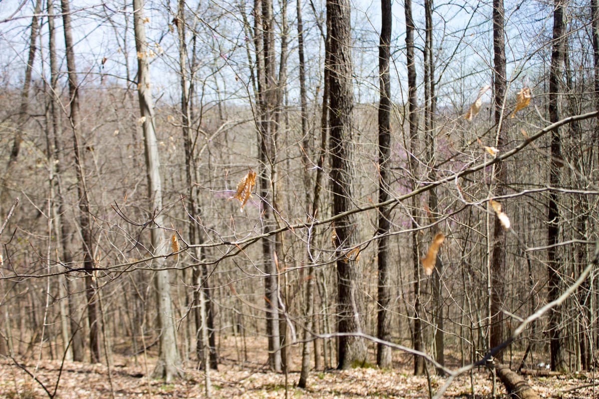 Chestnut Oak Ridge Tract 25 photo 12