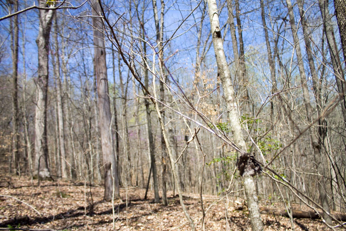 Chestnut Oak Ridge Tract 25 photo 13