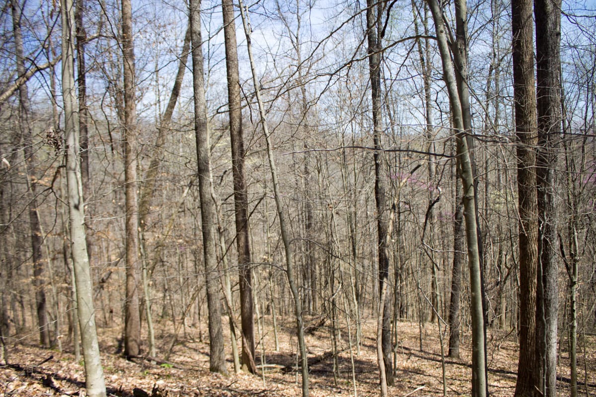 Chestnut Oak Ridge Tract 25 photo 14