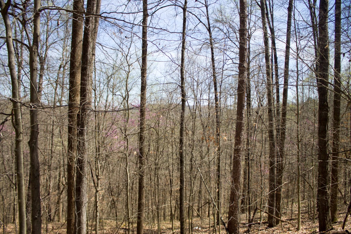 Chestnut Oak Ridge Tract 25 photo 15