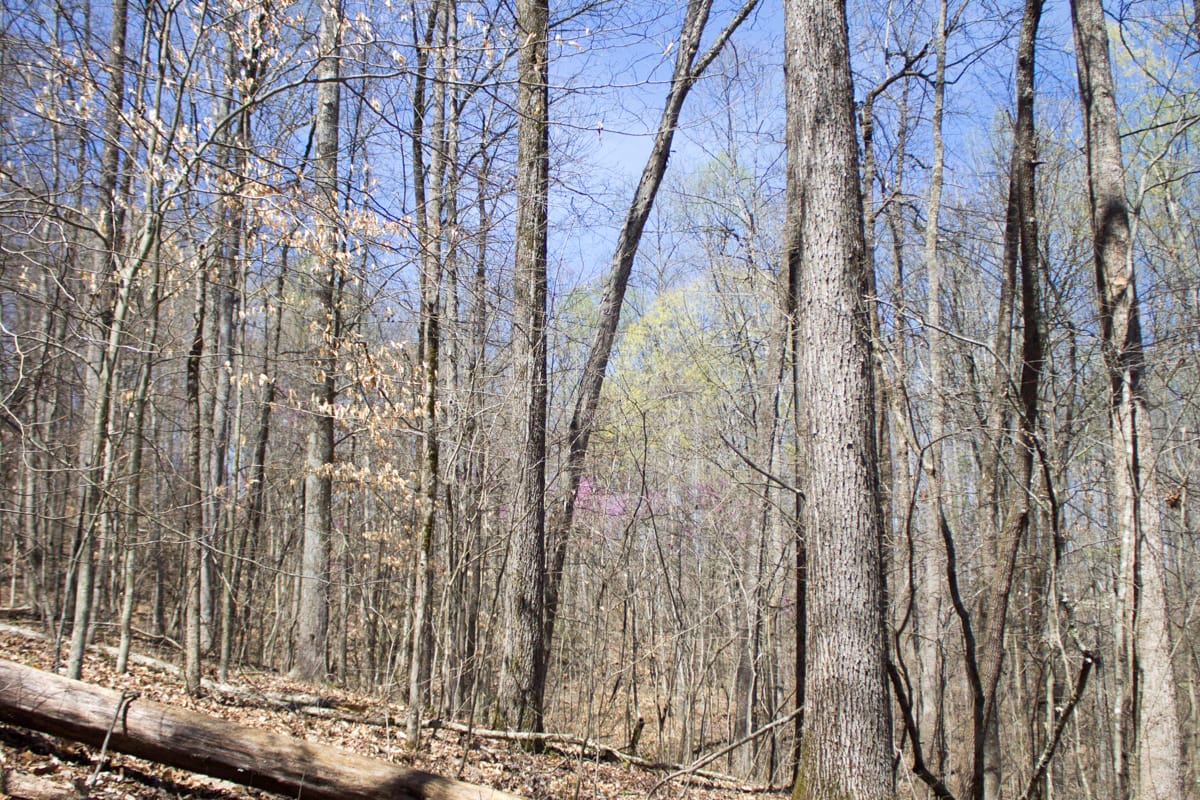 Chestnut Oak Ridge Tract 25 photo 16