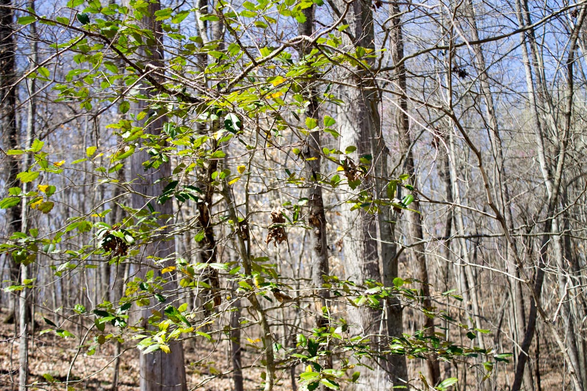 Chestnut Oak Ridge Tract 25 photo 17