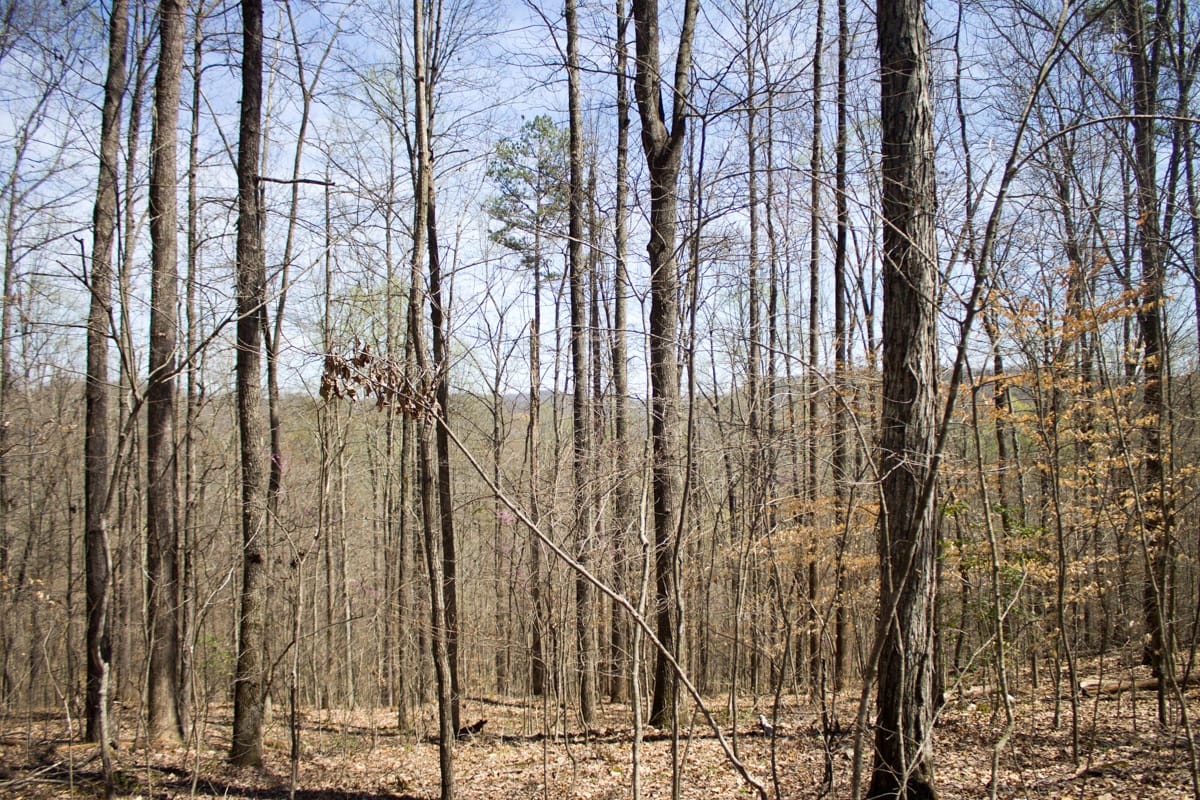 Chestnut Oak Ridge Tract 25 photo 18