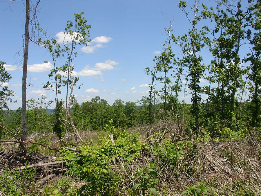Antler Ridge Tract 10 photo 1