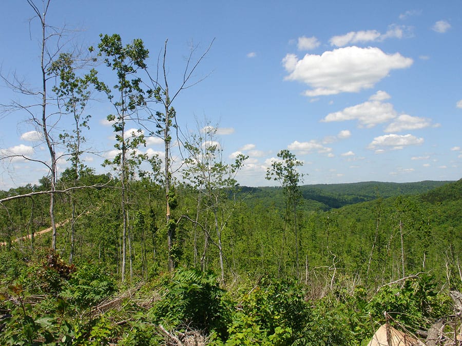 Antler Ridge Tract 10 photo 2