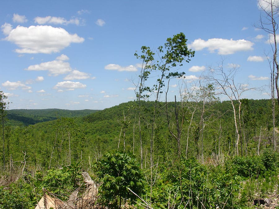 Antler Ridge Tract 10 photo 3