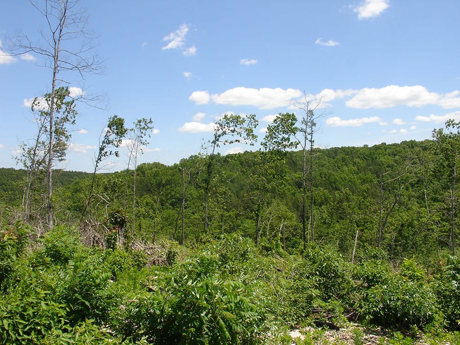 Antler Ridge Tract 10 photo 4
