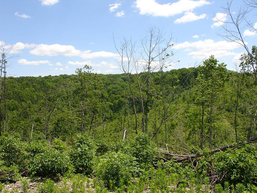 Antler Ridge Tract 10 photo 5