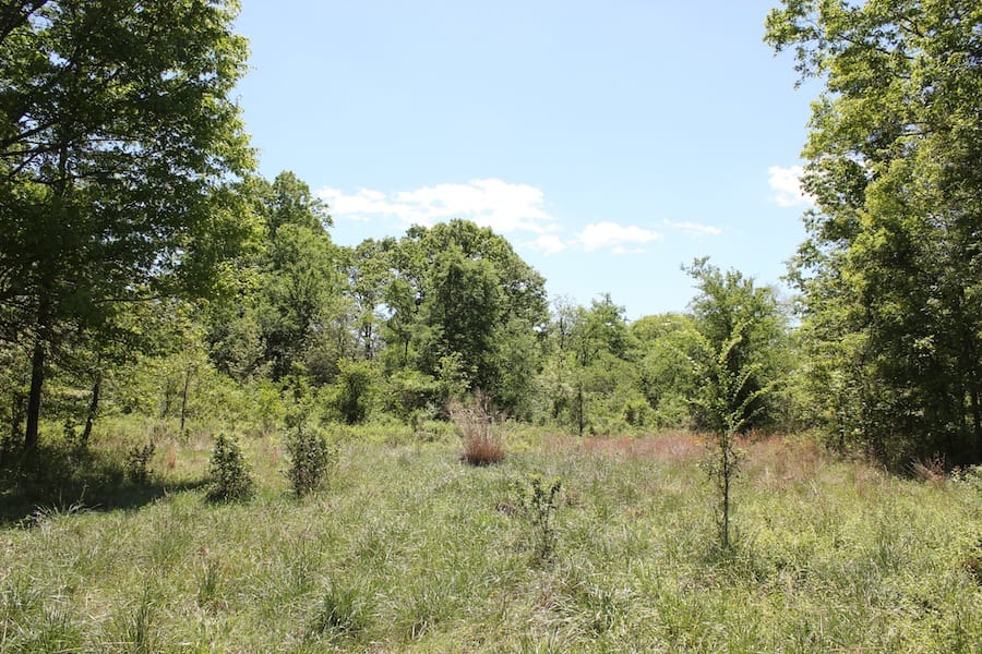Saddlebrook Ranch Tract 42 photo 4