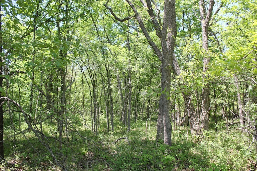 Saddlebrook Ranch Tract 42 photo 5