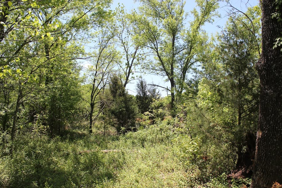Saddlebrook Ranch Tract 42 photo 6