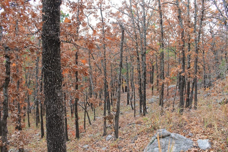 Indian Ridge – Phase I Tract 15 photo 14