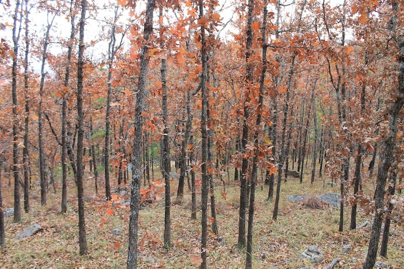 Indian Ridge – Phase I Tract 15 photo 15