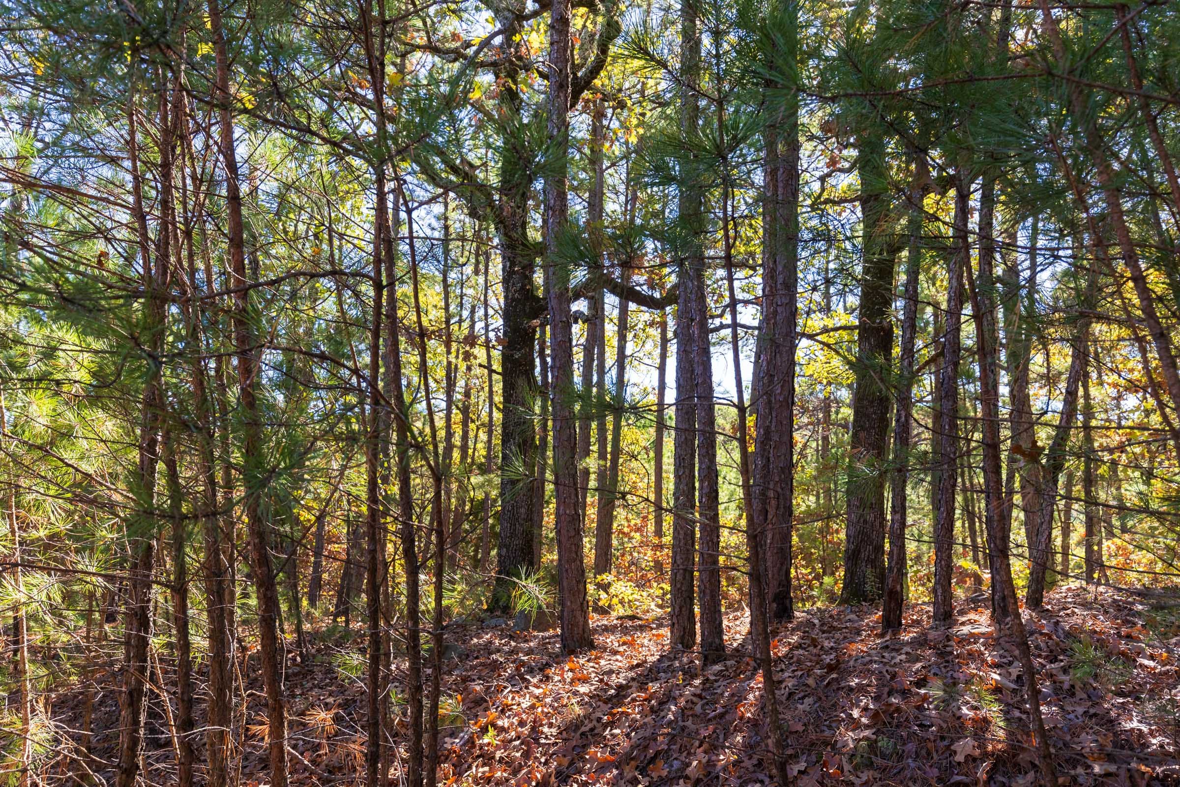 Stone Bridge Reserve Tract 22 photo 4