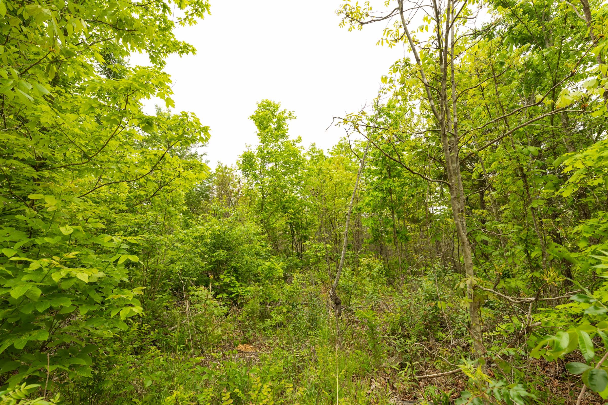 Double S Ranch Tract 1 photo 13