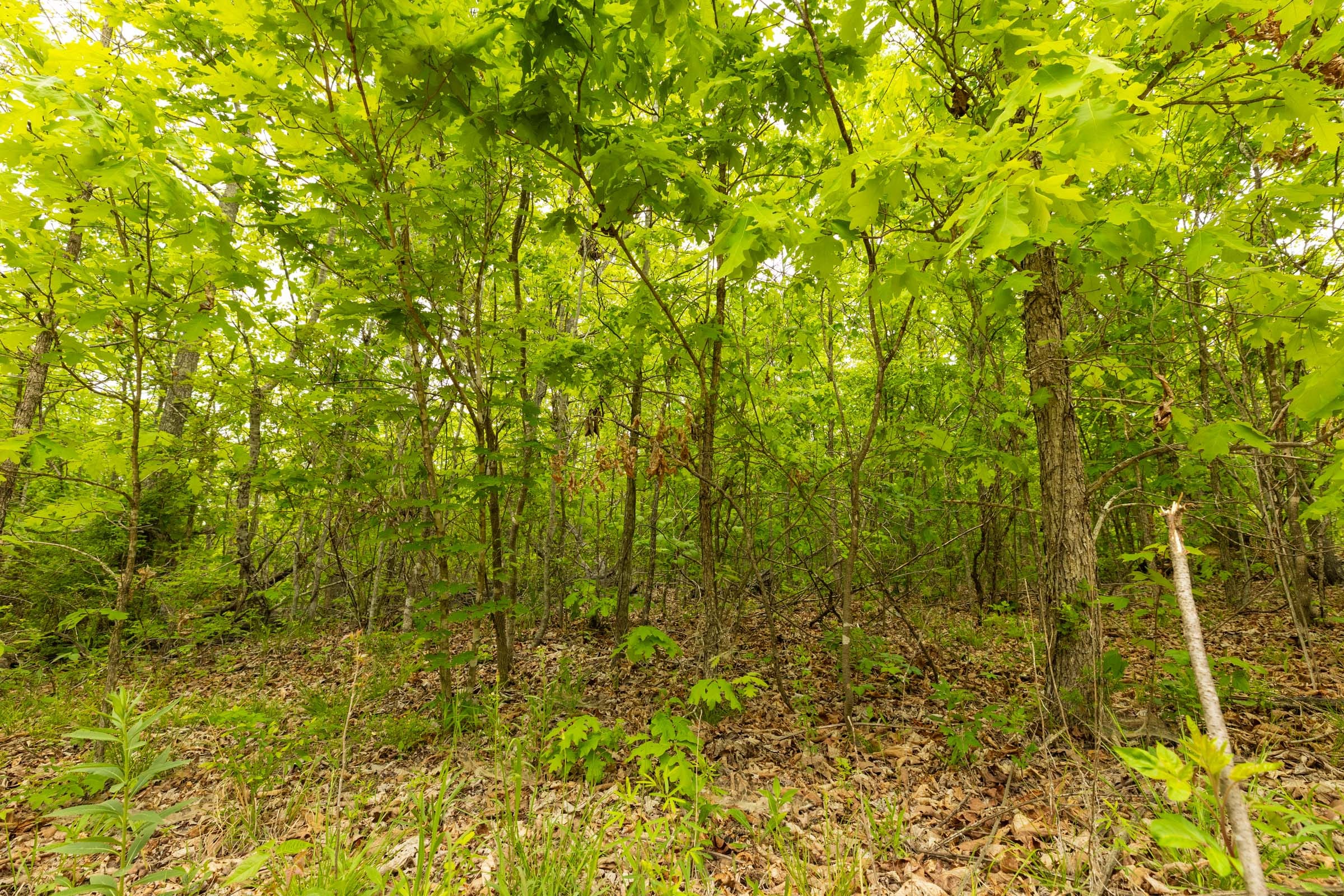 Double S Ranch Tract 1 photo 8