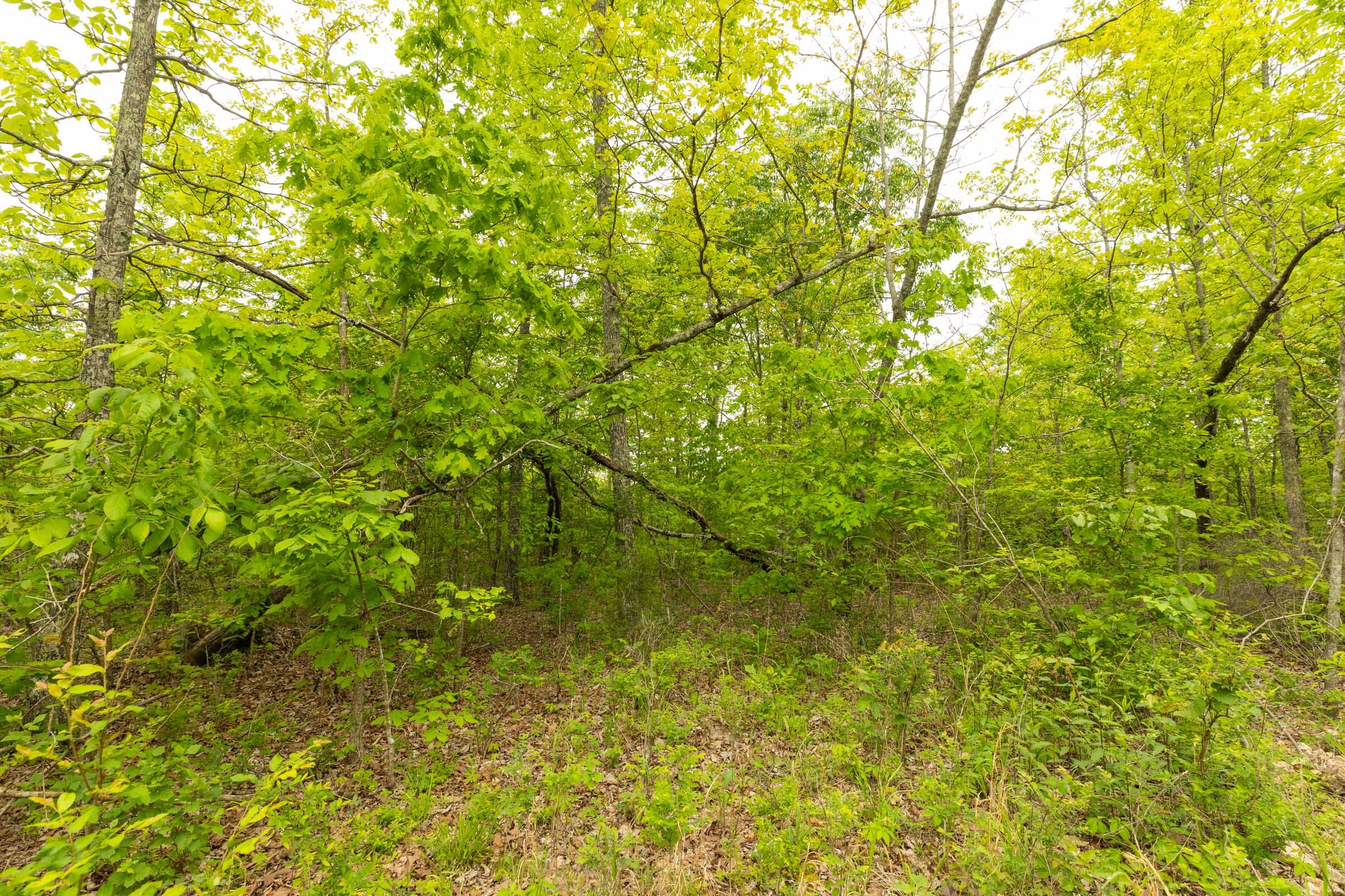 Double S Ranch Tract 1 photo 7