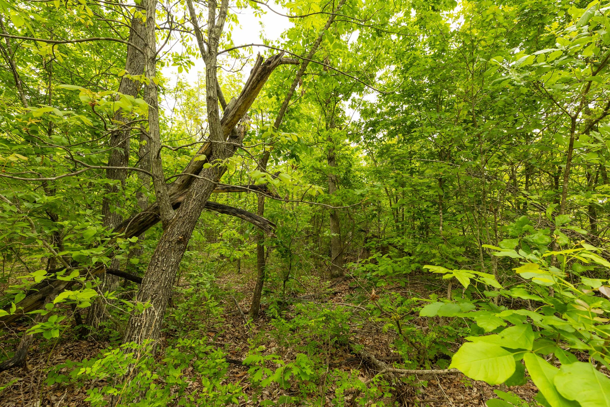 Double S Ranch Tract 1 photo 3