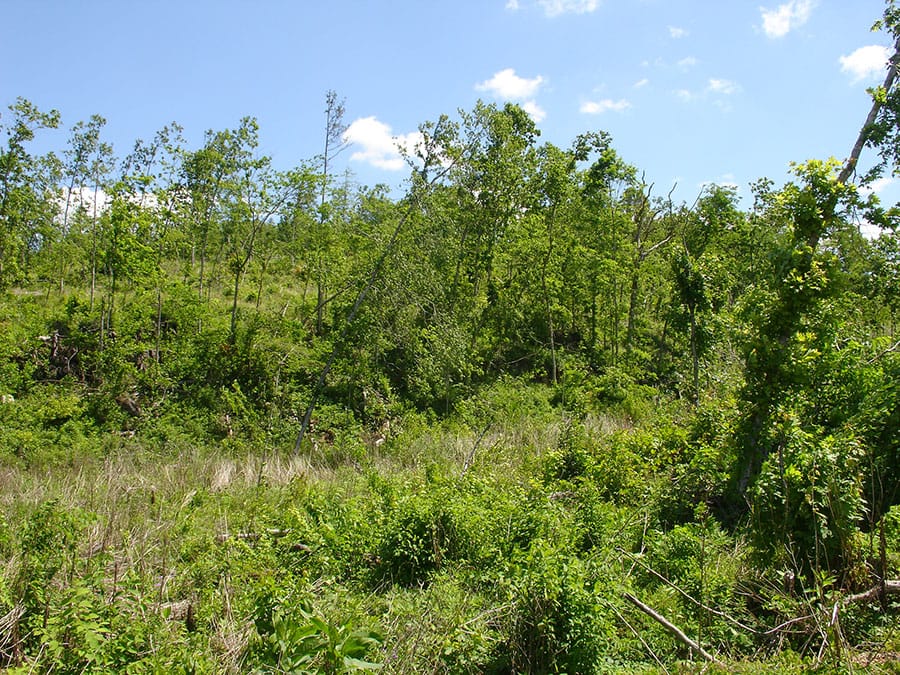 Antler Ridge Tract 5 photo 3