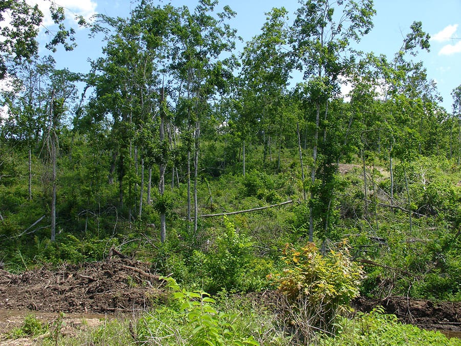 Antler Ridge Tract 5 photo 4