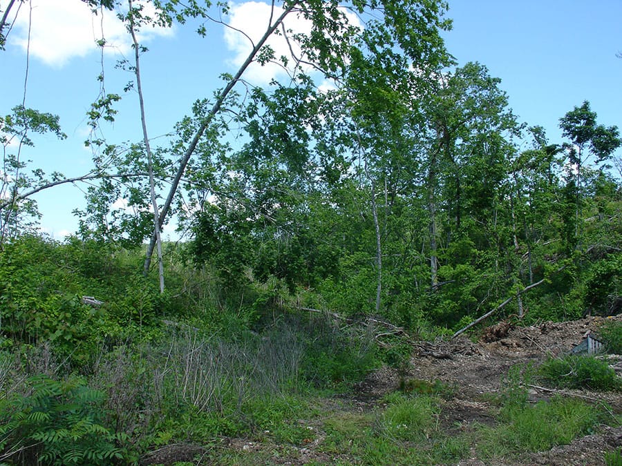 Antler Ridge Tract 5 photo 5